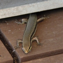 Marisora unimarginata