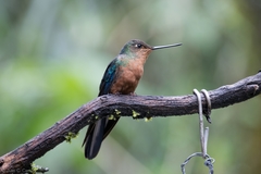 Pterophanes cyanopterus