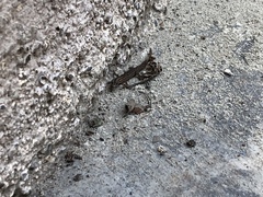 Sphaerodactylus