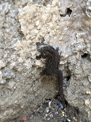 Sphaerodactylus
