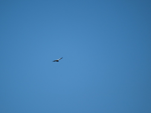 Spizaetus melanoleucus