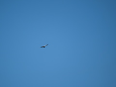 Spizaetus melanoleucus