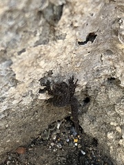 Sphaerodactylus