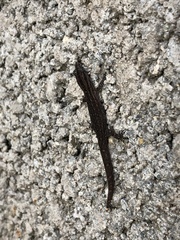 Sphaerodactylus