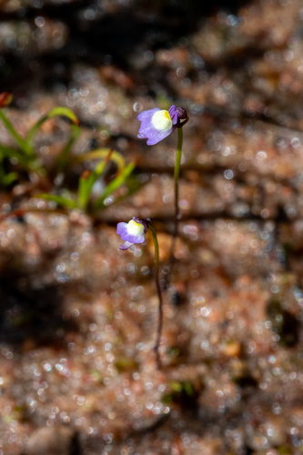 Utricularia bisquamata (Utricularia bisquamata)