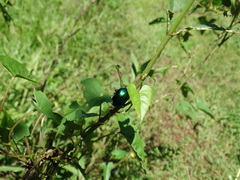 Eumolpus