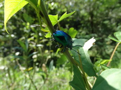 Eumolpus