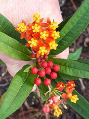 Asclepias curassavica image