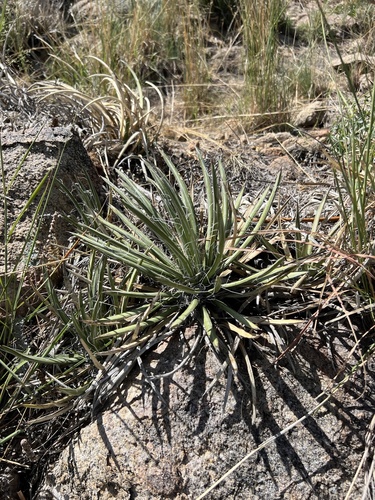 Agave schottii