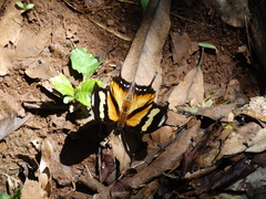 Consul fabius drurii