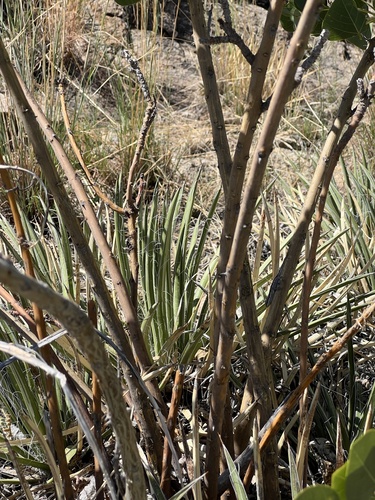 Agave schottii