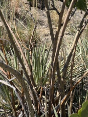 Agave schottii
