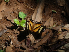 Consul fabius drurii