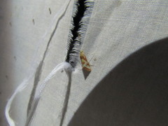 Noctueliopsis aridalis