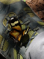 Consul fabius drurii