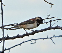 Passer melanurus vicinus