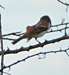 Passer melanurus vicinus