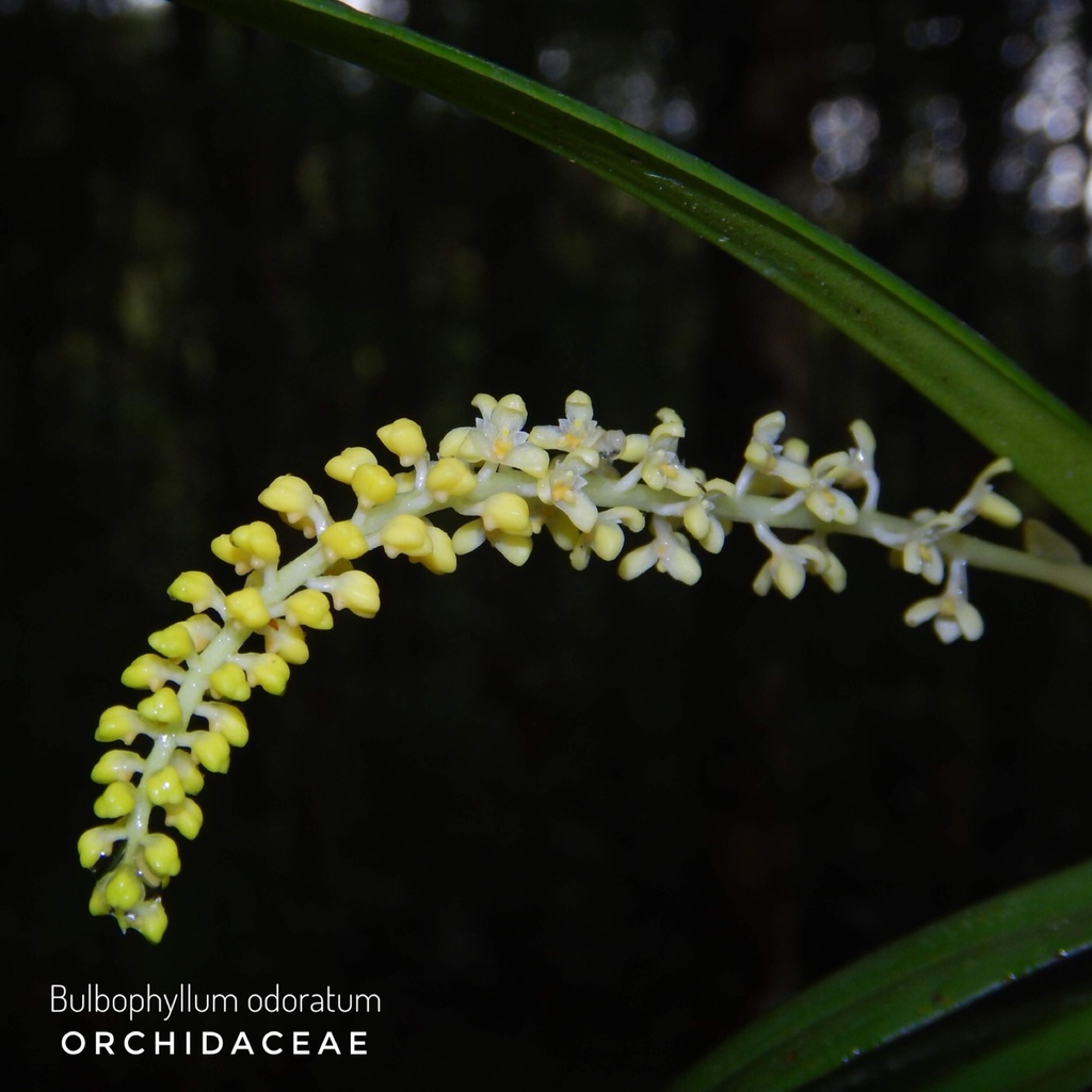 Bulbophyllum odoratum (Blume) Lindl.
