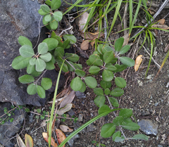 Pittosporum serpentinum