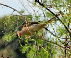 Urocolius indicus transvaalensis
