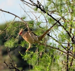 Urocolius indicus transvaalensis