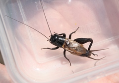 Gryllus lineaticeps