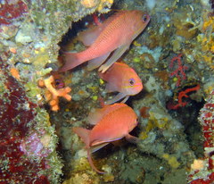 Anthias anthias