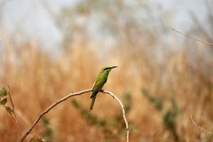 Merops viridissimus