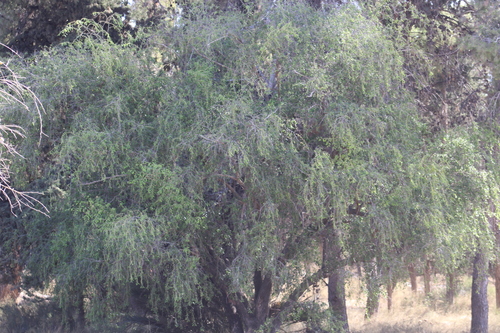 Image of Ziziphus spina by (c) yelena_antipova, some rights reserved (CC BY)