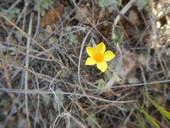 Leptosiphon chrysanthus