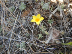 Leptosiphon chrysanthus