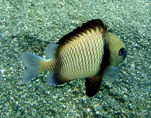 Golden Domino Damselfish