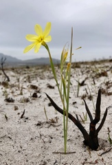 Moraea pyrophila
