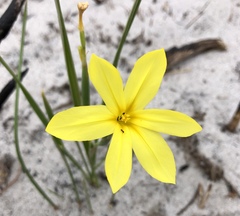 Moraea pyrophila