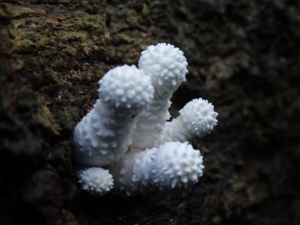 Leucocoprinus cretaceus · February 2016 · photo: © gonsaro (iNaturalist, cc-by)