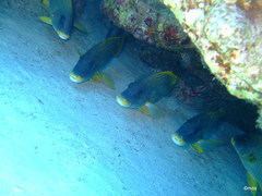 Plectorhinchus gaterinus