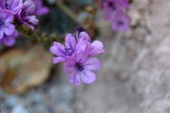 Phacelia calthifolia