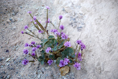 Phacelia calthifolia
