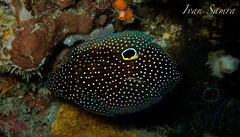 Calloplesiops altivelis