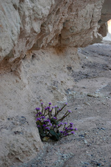 Phacelia calthifolia