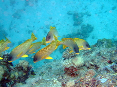 Plectorhinchus gaterinus