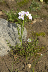 Cardamine polemonioides