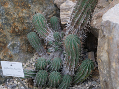 Euphorbia horrida
