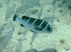Plectorhinchus playfairi