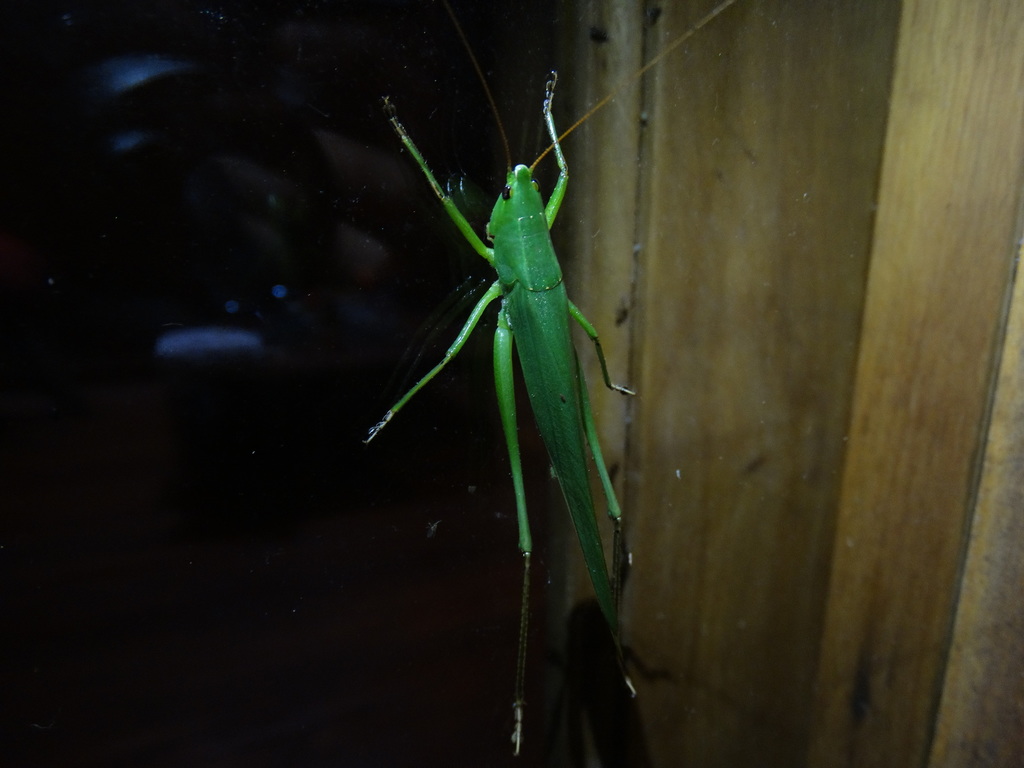 Neoconocephalus finitimus