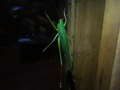 Neoconocephalus finitimus