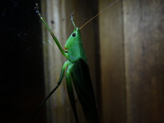 Neoconocephalus finitimus
