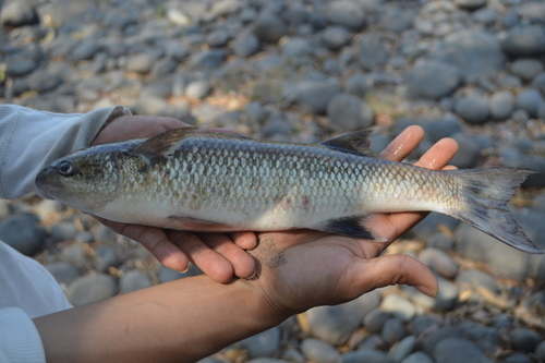 Bobo mullet (Joturus pichardi) — Mugilidae — 5
