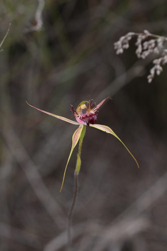 Image of Caladenia paludosa by (c) Hugo Innes, some rights reserved (CC BY)