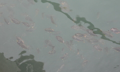 Leiognathidae
